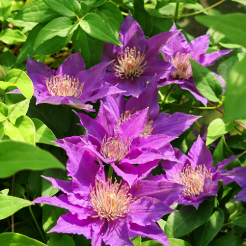 Клематис гибридный Бижу